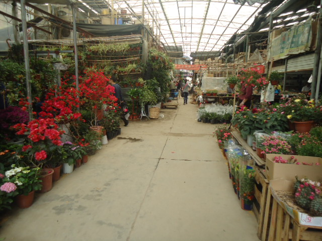 花鳥市場(chǎng)短信營銷案例